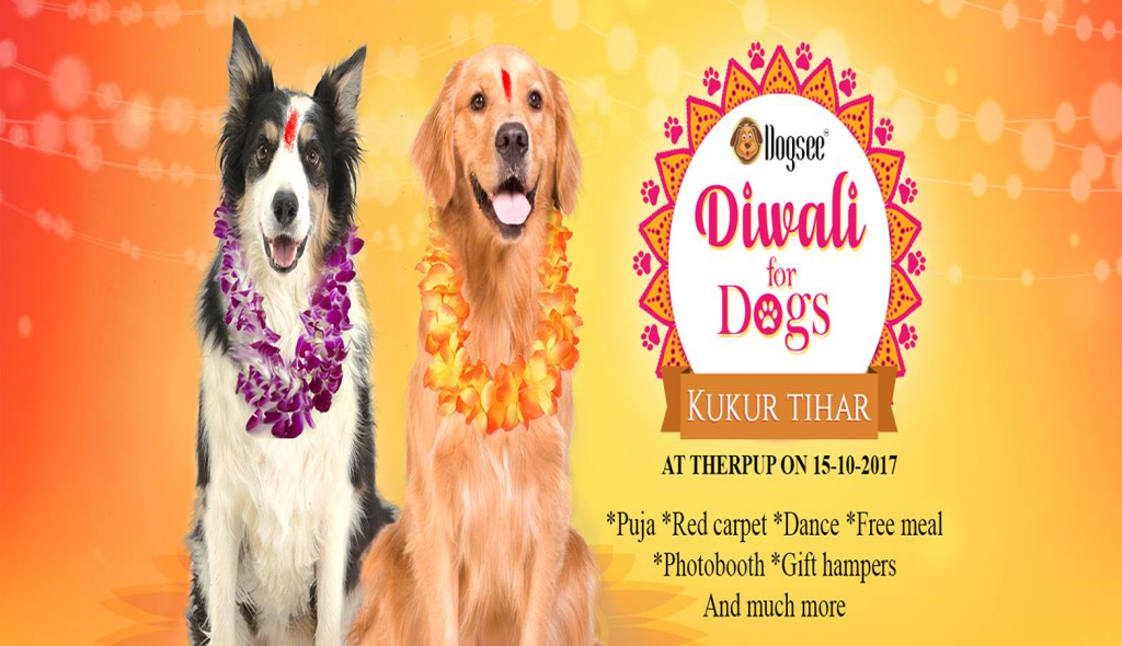 Diwali for Dogs by Dogsee (Kukur Tihar)