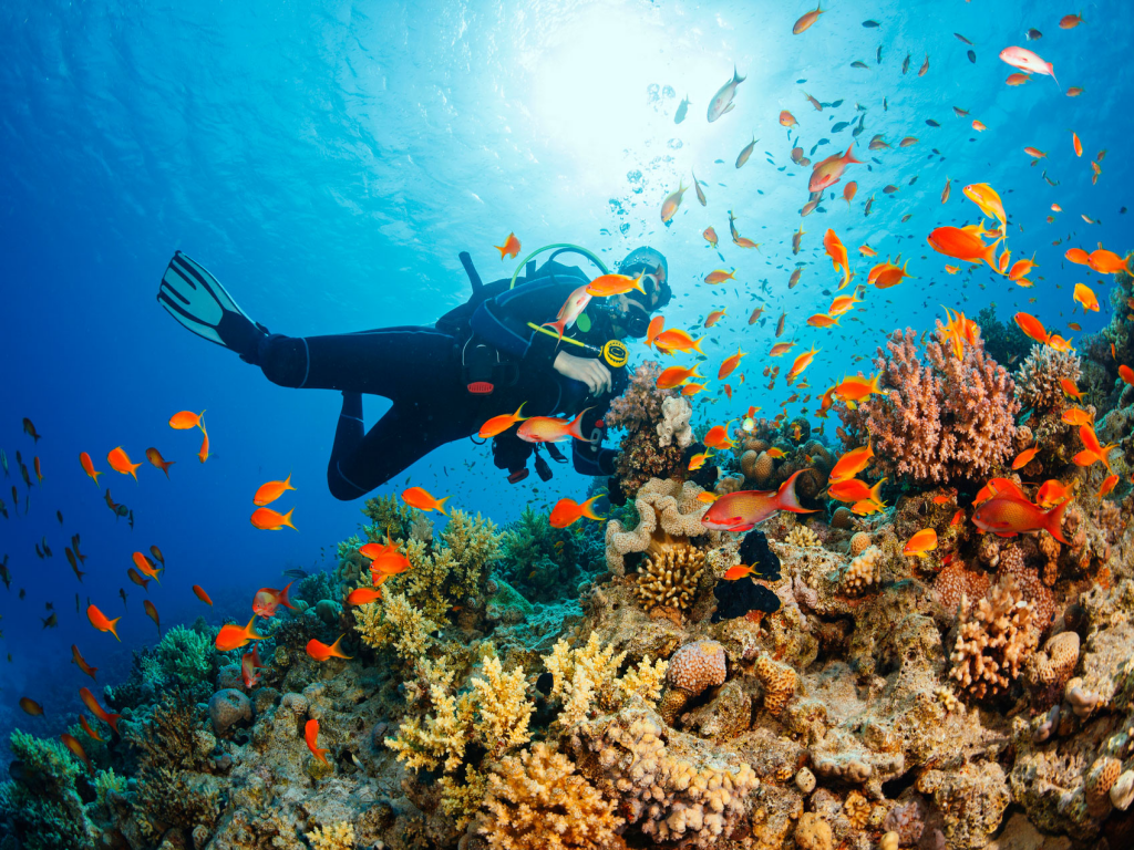 SCUBA DIVING IN GOA