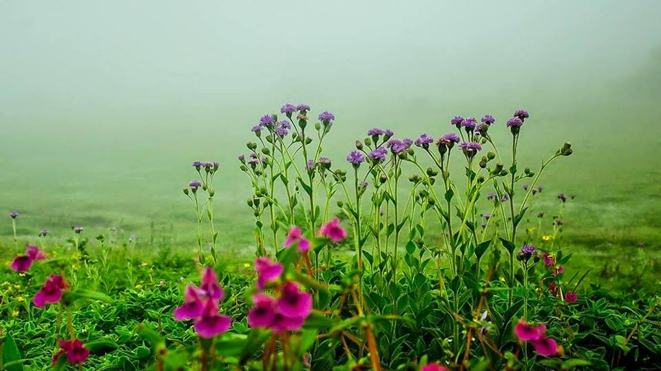 Kaas Plateau(Satara) and SajjanGad Fort