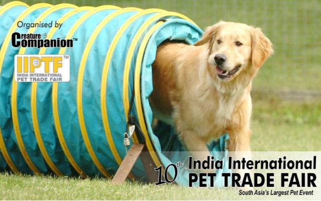 IIPTF Pet Festival