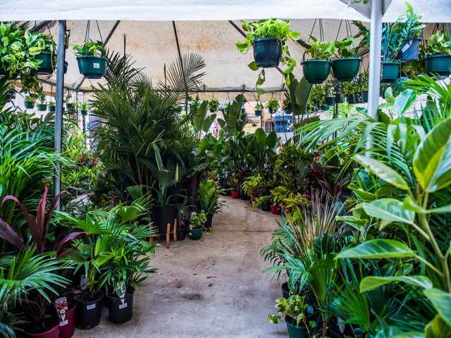 Sydney - Huge Indoor Plant Warehouse Sale - Jungle Plant Party