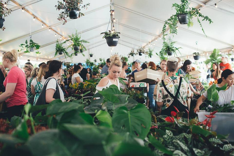 Brisbane - Huge Indoor Plant Warehouse Sale - Pet Friendly Focus