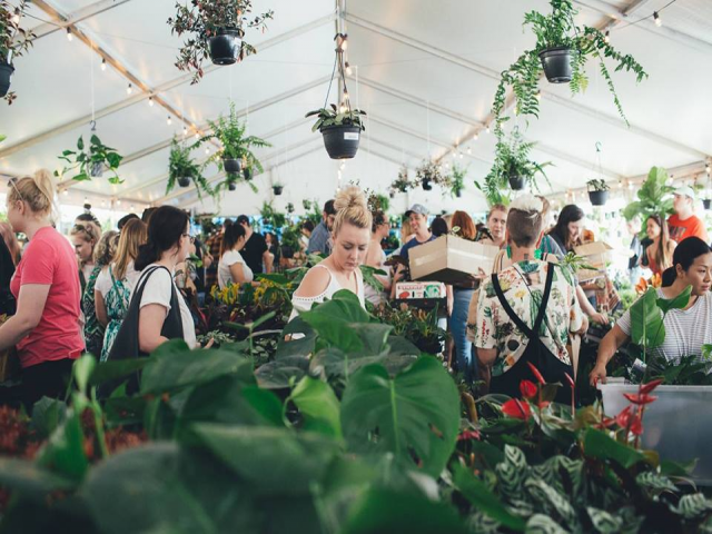 Brisbane - Huge Indoor Plant Warehouse Sale - Pet Friendly Focus