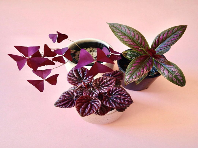 ADELAIDE - Huge Indoor Pink Plant Party