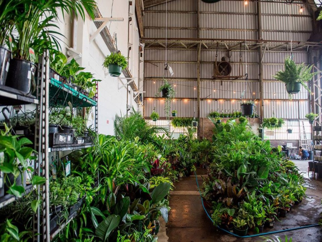 SYDNEY - Huge Indoor Plant Warehouse Sale - Low Light Party!