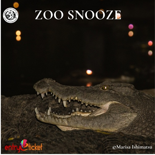 Zoo Snooze 2019 - Entryeticket