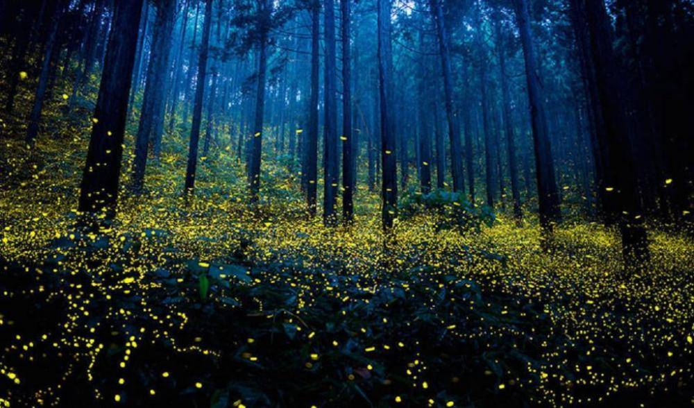 Firefly Festival at Bhandardara