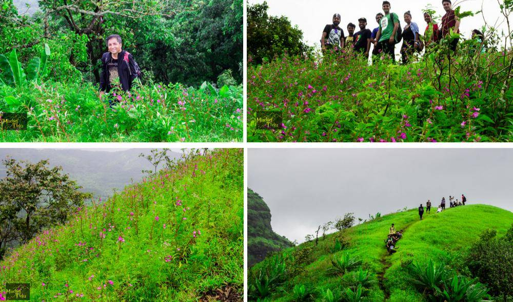 Mischief Treks - Special One day trek