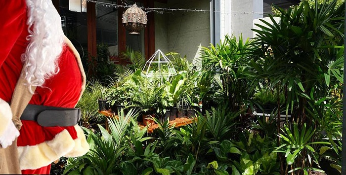 Brisbane - Huge Indoor Plant Warehouse Sale - Christmas in July!