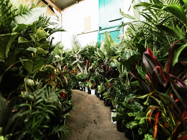 Adelaide - Huge Indoor Plant Sale - Springtime Splendour