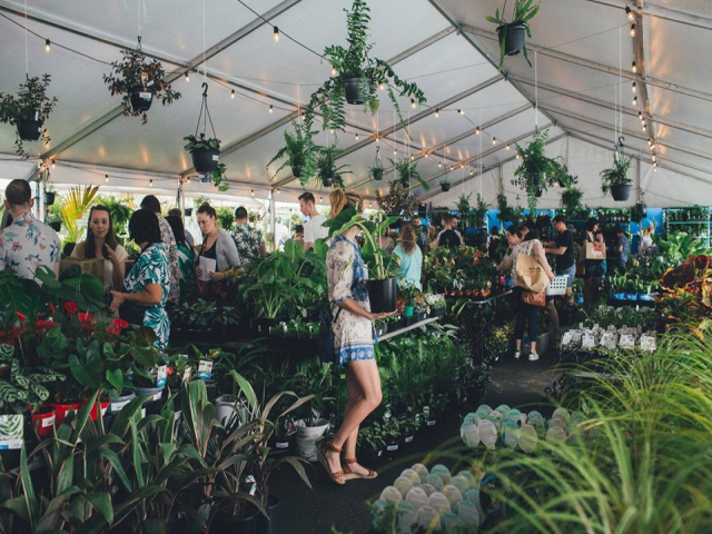 Brisbane- Huge Indoor Plant Warehouse Sale- Springtime Splendour
