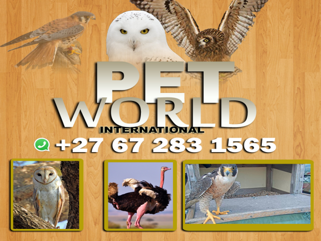 PET WORLD INTERNATIONAL