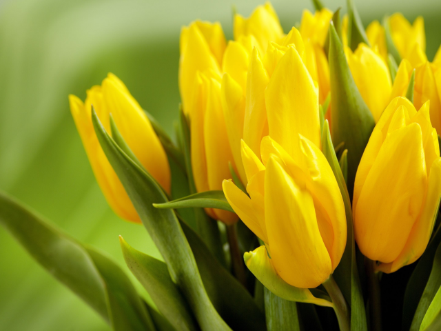 Sunny Yellow Tulips